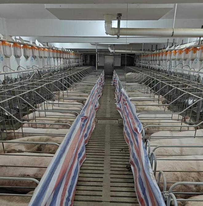 调研｜从 “扛周期” 到 “稳经营”：生猪期货如何破解产业困局